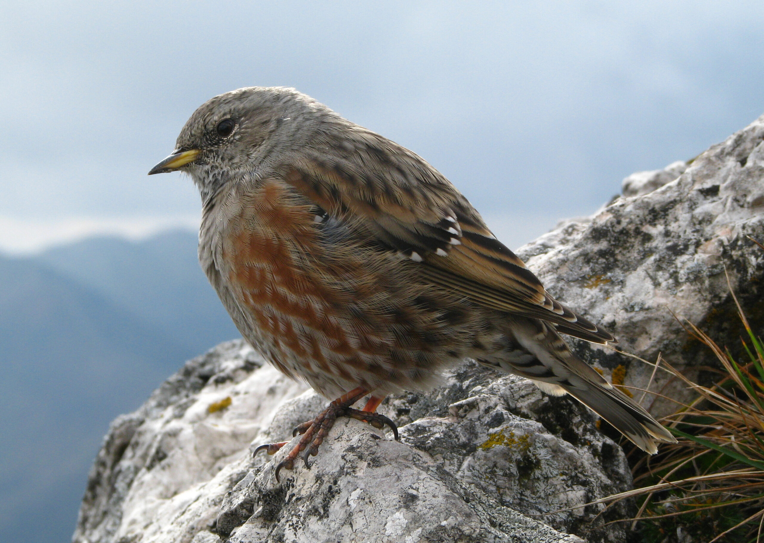 pevuska podhorni foto Ivan Motlik scaled